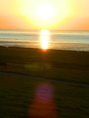 Sonnenuntergang am Strand mit Kühen