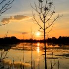 Sonnenuntergang am Tibaum