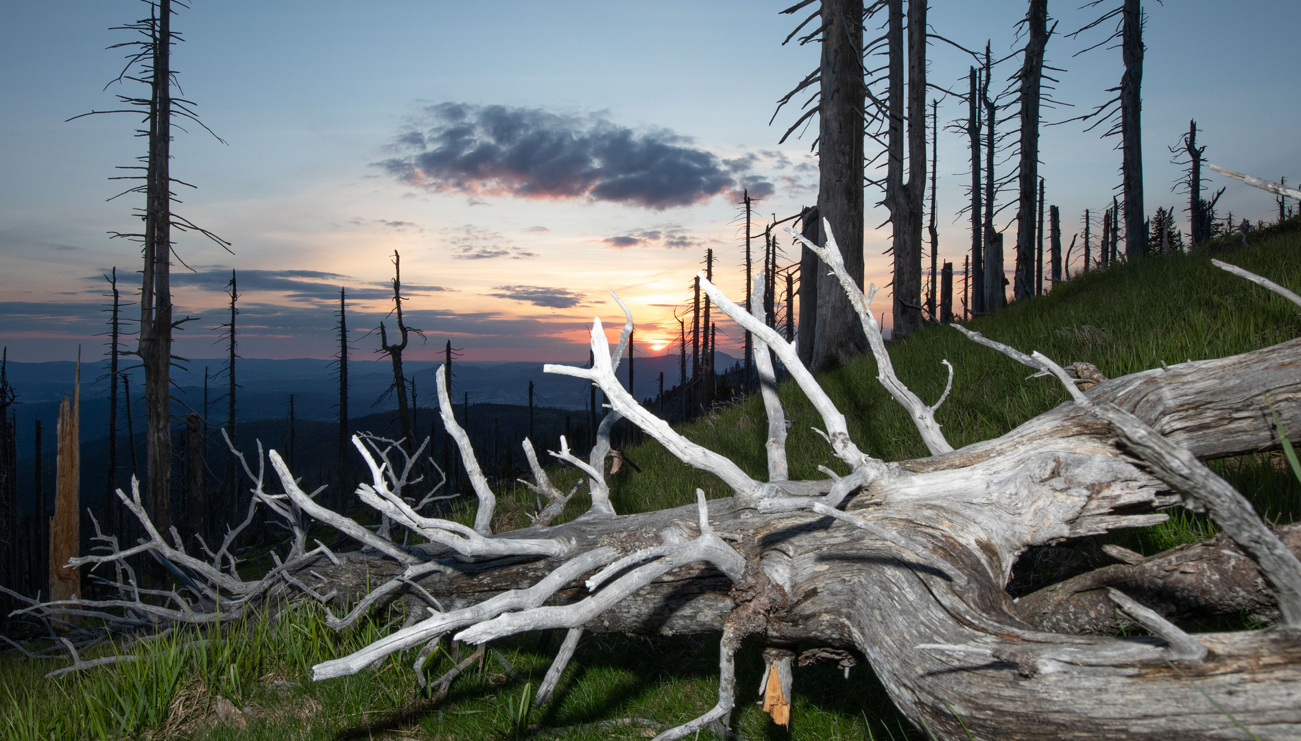 Sonnenuntergang am toten Baum