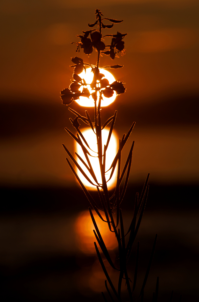 Sonnenuntergang am Trondheimfjord