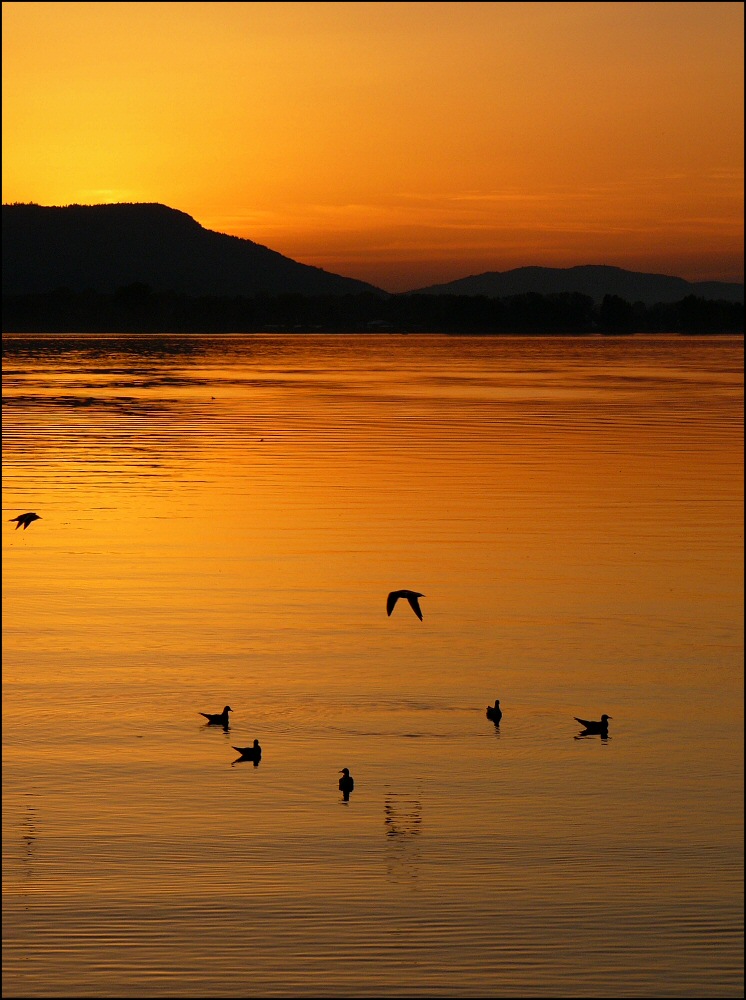 Sonnenuntergang am Untersee