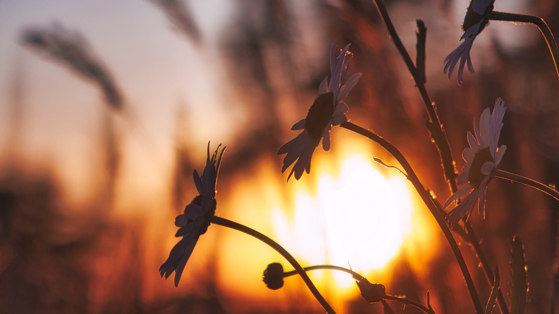 Sonnenuntergang am Vatertag