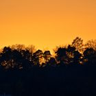 Sonnenuntergang am Wald