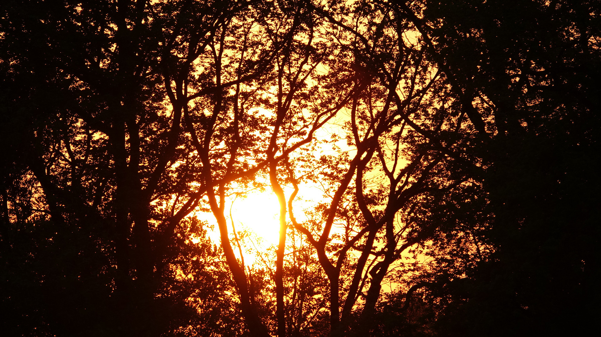 Sonnenuntergang am Wald