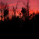 Sonnenuntergang am Wald