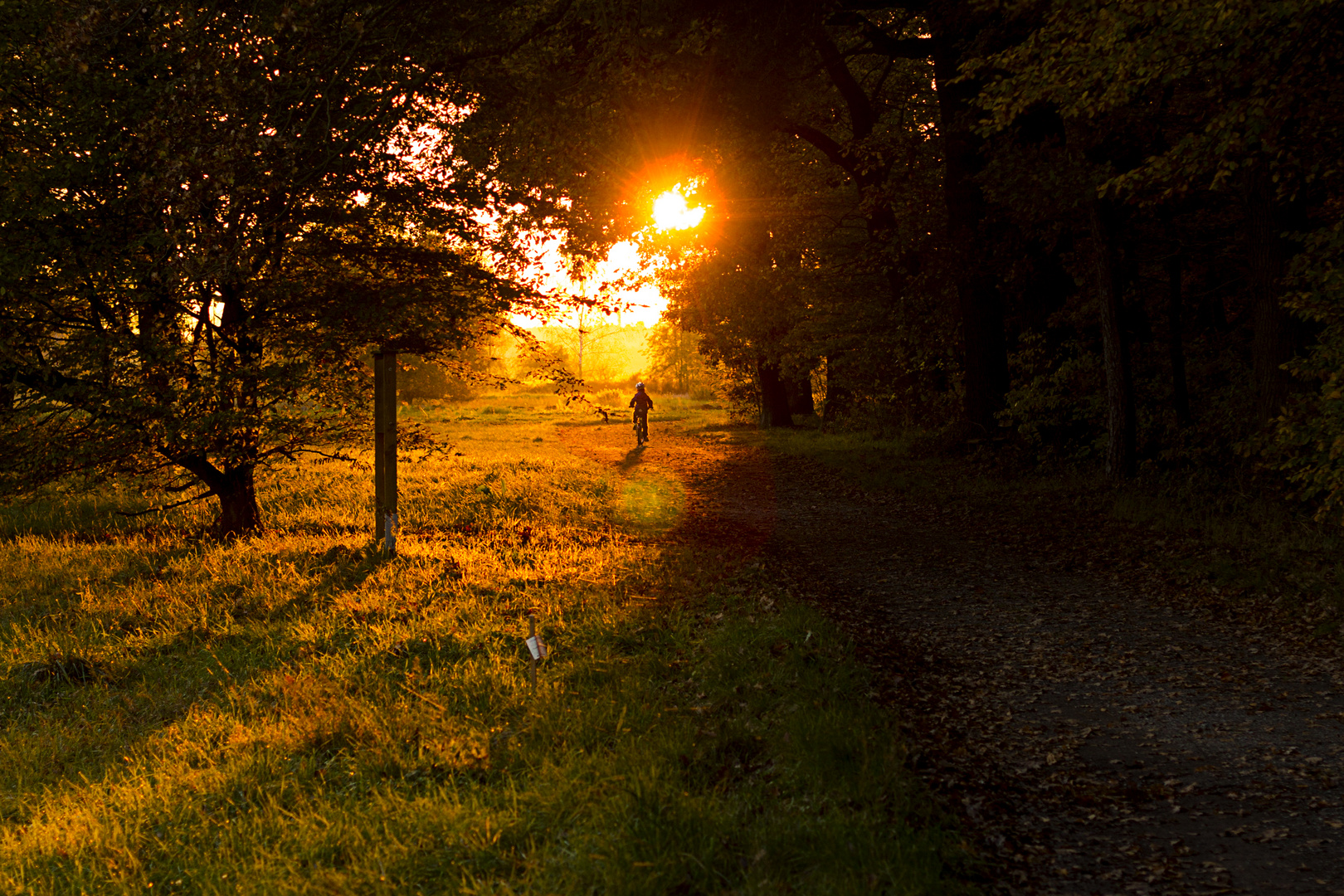 Sonnenuntergang am Waldesrand