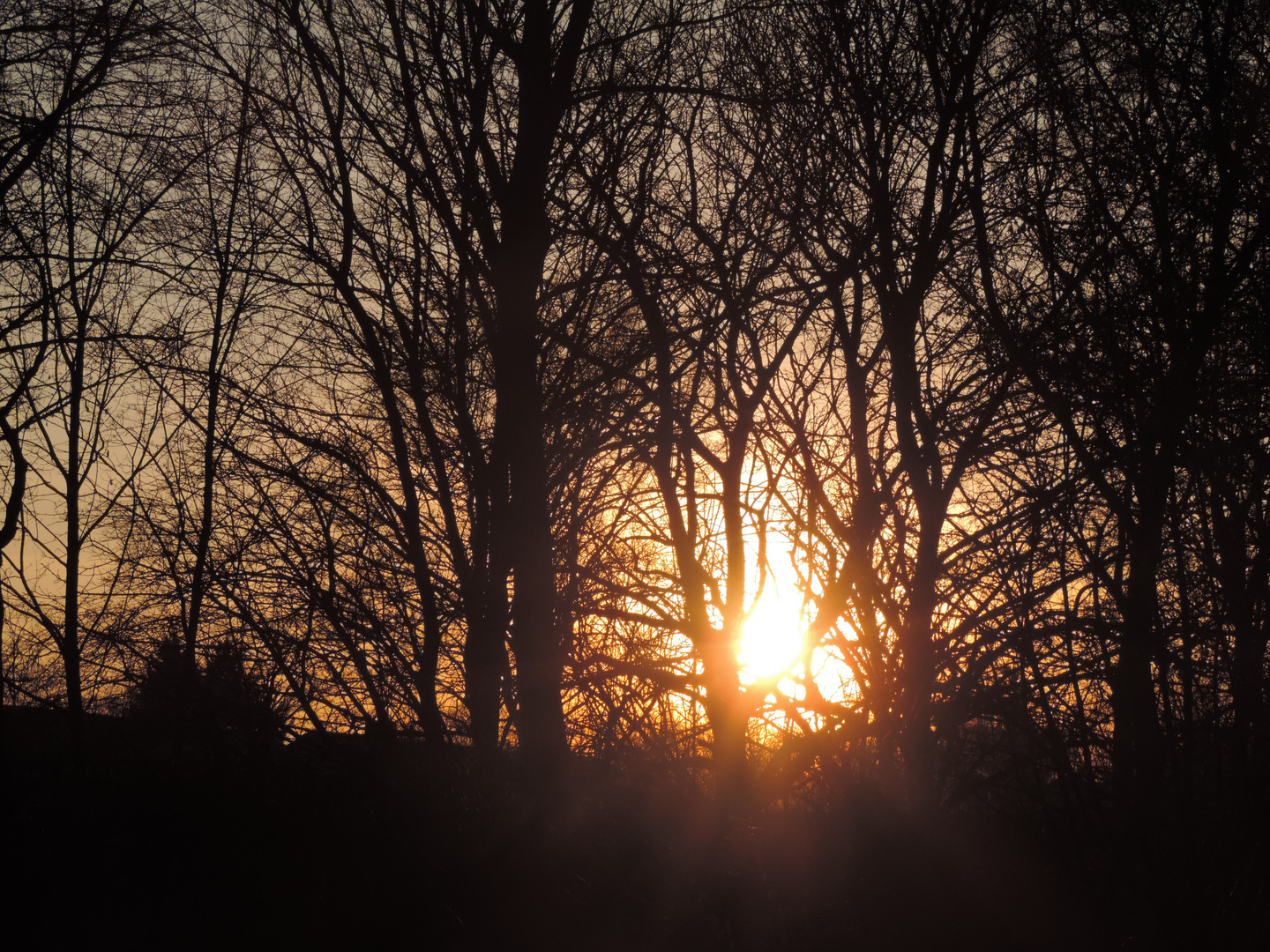 Sonnenuntergang am Waldrand 1