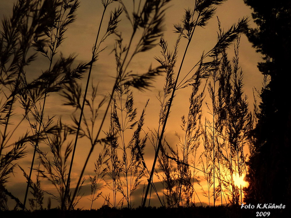 Sonnenuntergang am Waldrand