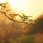 Sonnenuntergang am Waldrand