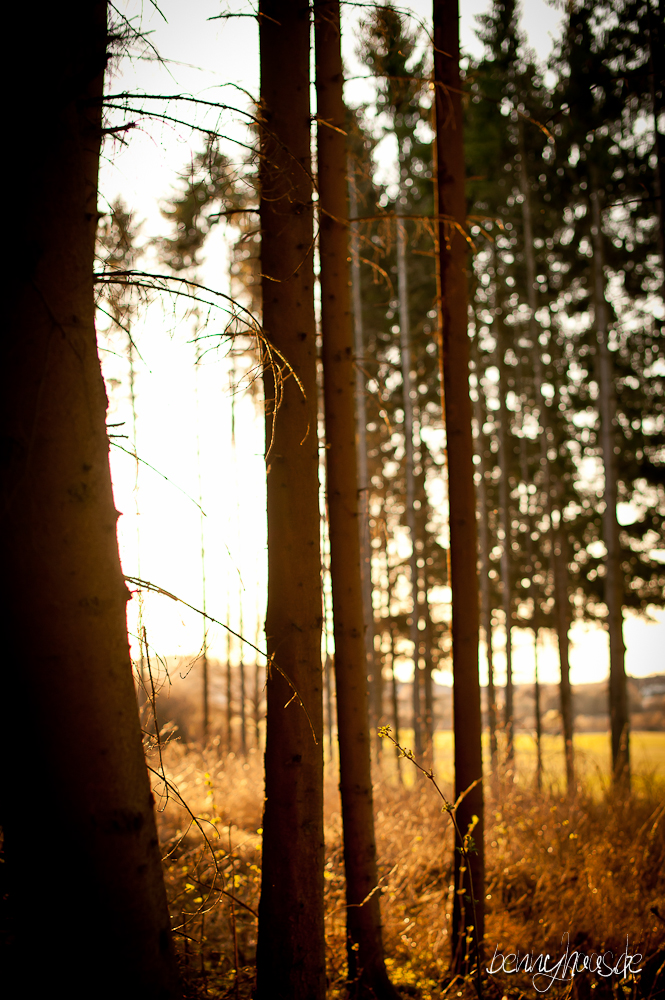 Sonnenuntergang am Waldrand