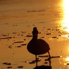 Sonnenuntergang am Wandlitzsee mit Stockente