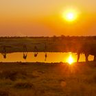 Sonnenuntergang am Wasserloch