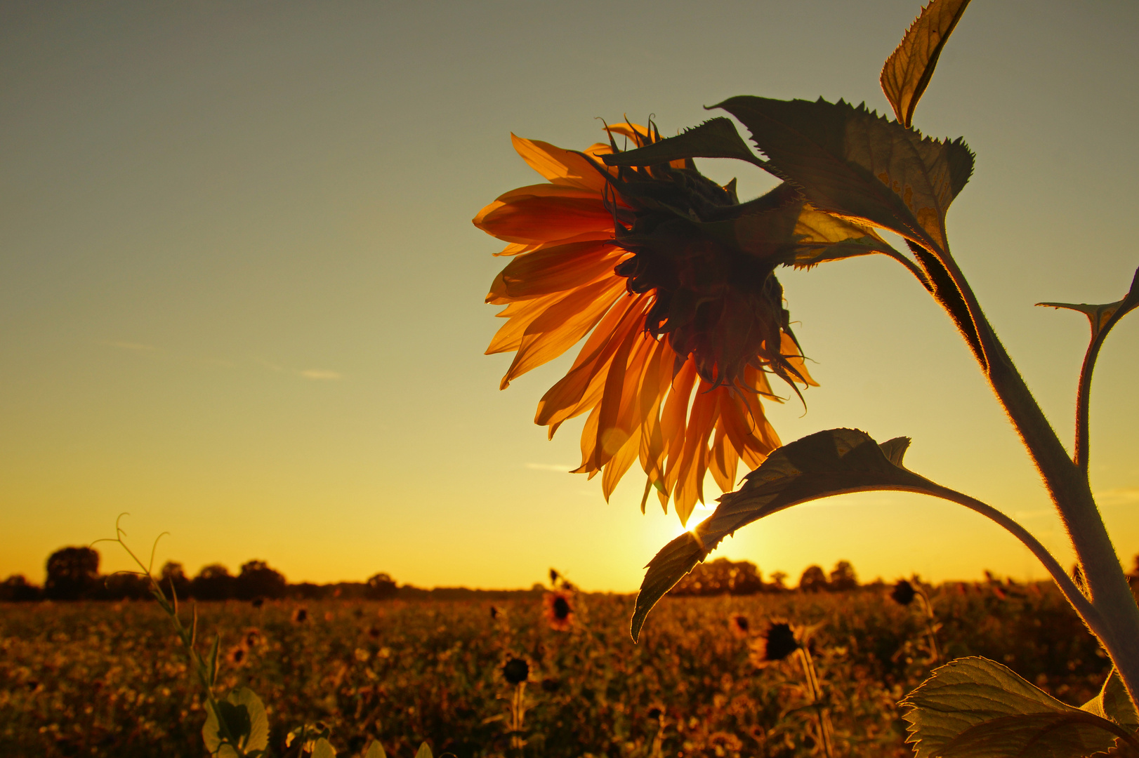 Sonnenuntergang am Wegesrand