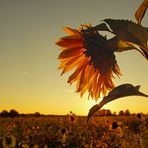 Sonnenuntergang am Wegesrand