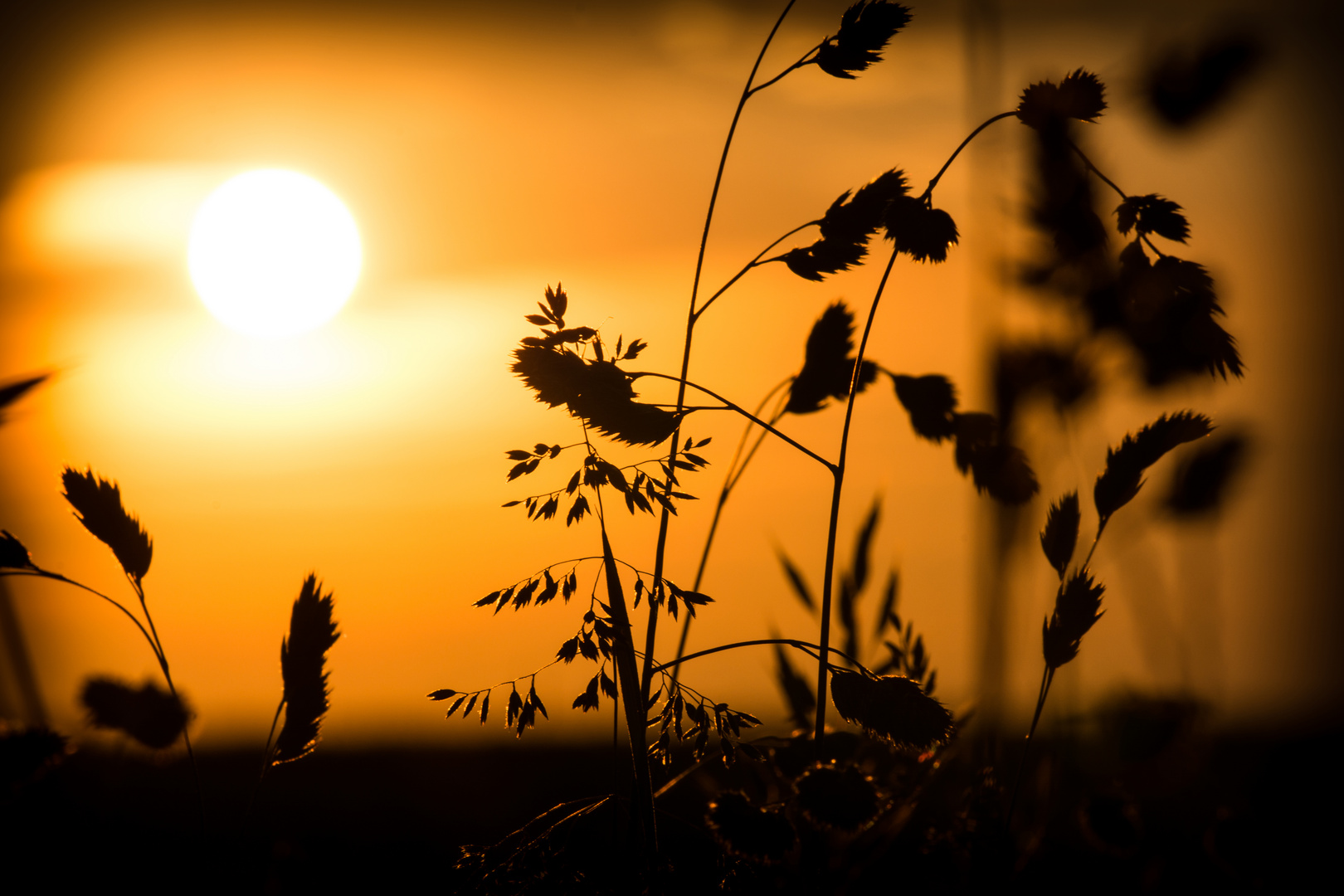 Sonnenuntergang am Wegrand