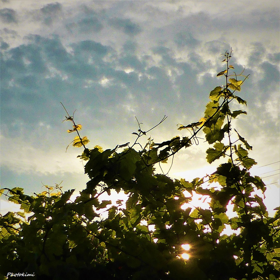 Sonnenuntergang am Weinberg