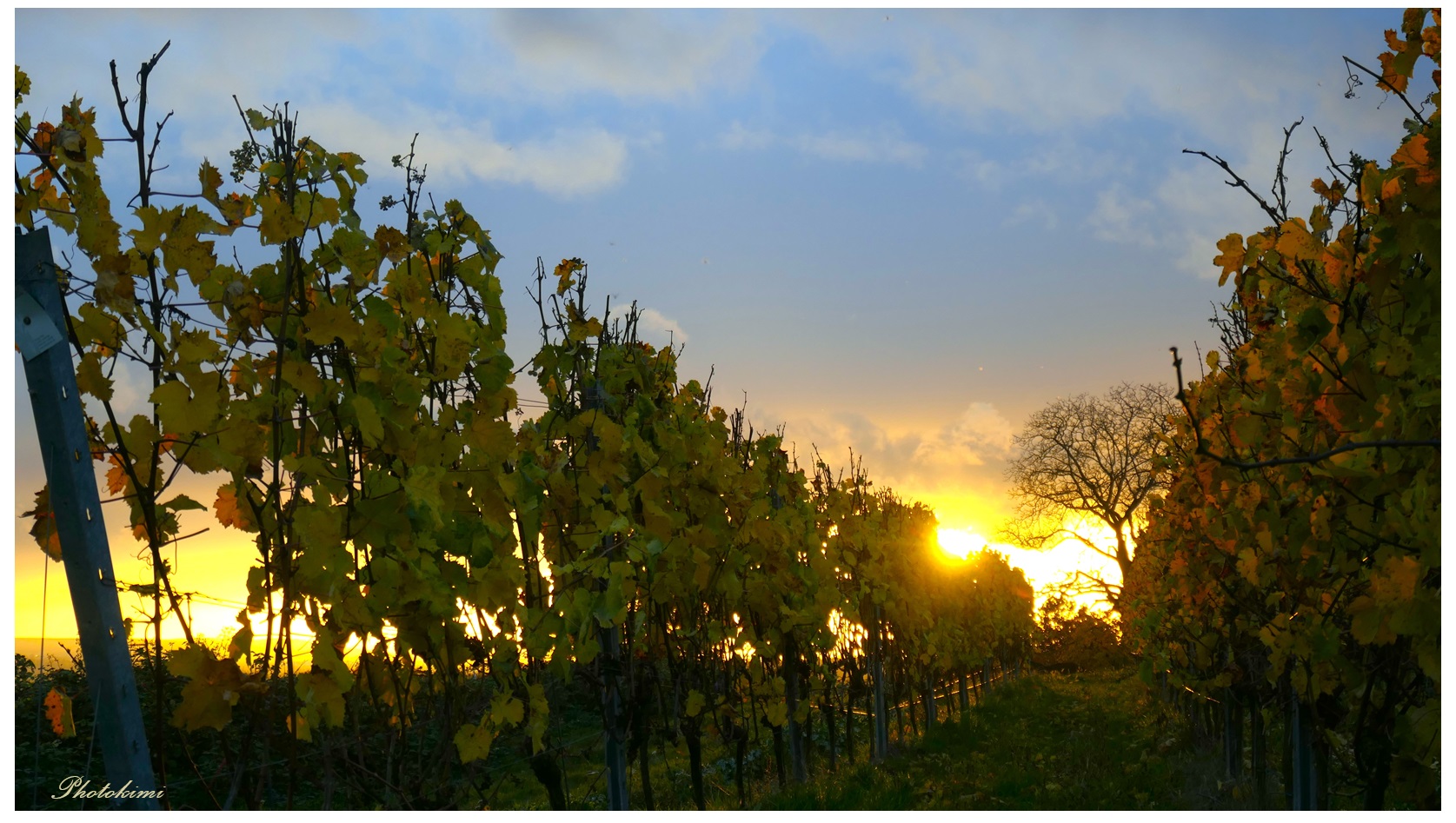 Sonnenuntergang am Weinberg