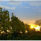 Sonnenuntergang am Weinberg