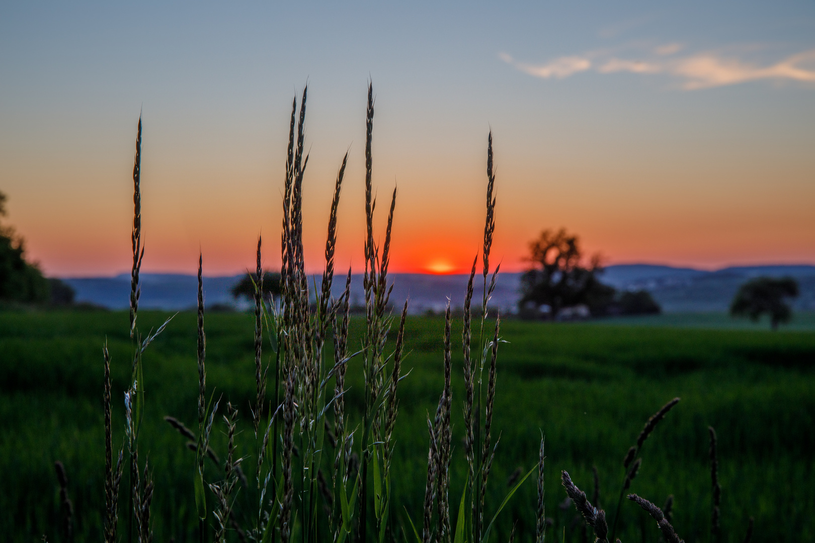 Sonnenuntergang am Weizenfeld