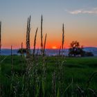 Sonnenuntergang am Weizenfeld