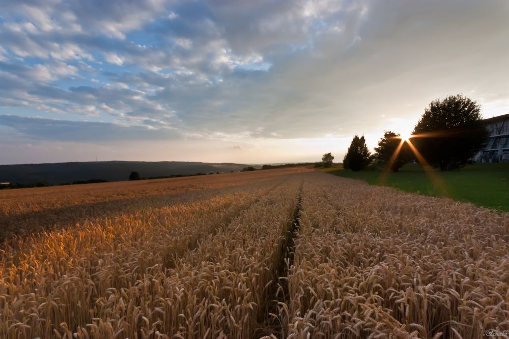 Sonnenuntergang am Weizenfeld