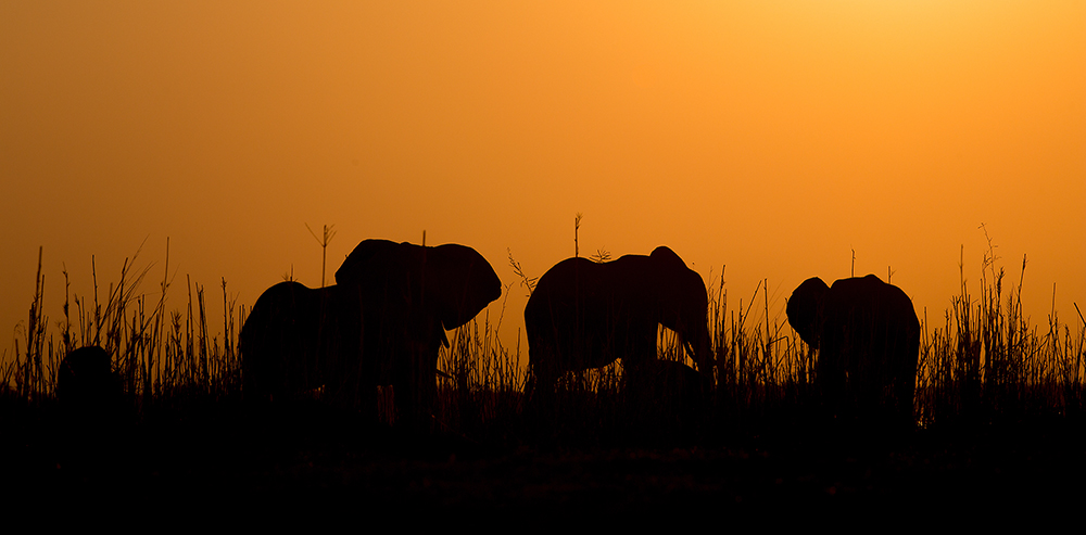 Sonnenuntergang am Zambezi