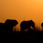 Sonnenuntergang am Zambezi