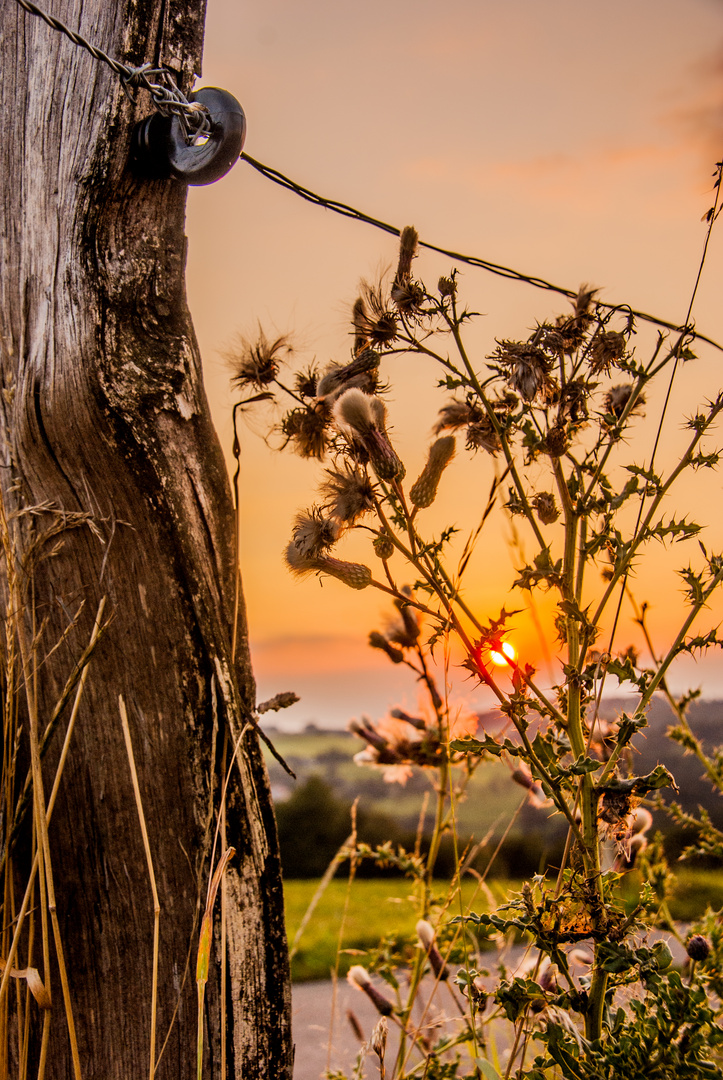 Sonnenuntergang am Zaun