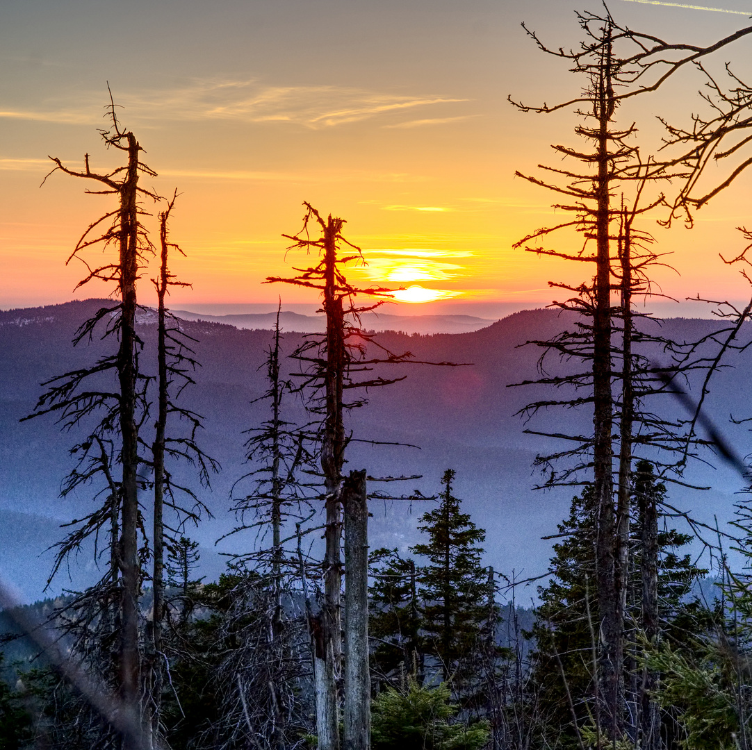 Sonnenuntergang am Zwercheck (Bay. Wald)