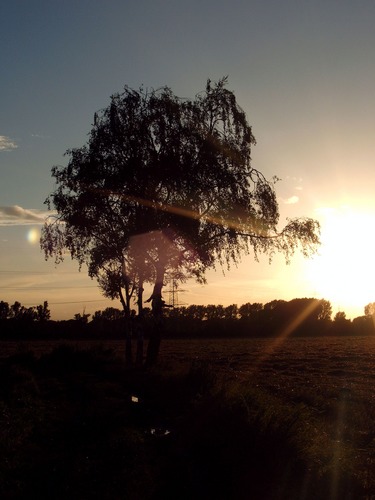 Sonnenuntergang an den 3 Birken