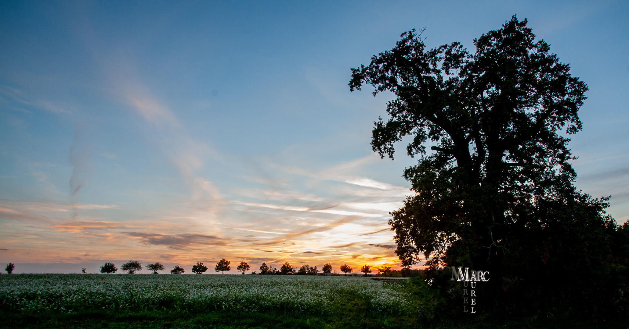 Sonnenuntergang an der Alten Eiche