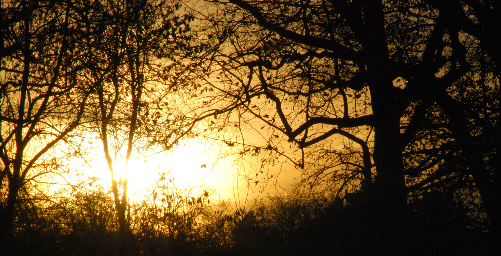 Sonnenuntergang an der "Alten Elbe" in Magdeburg