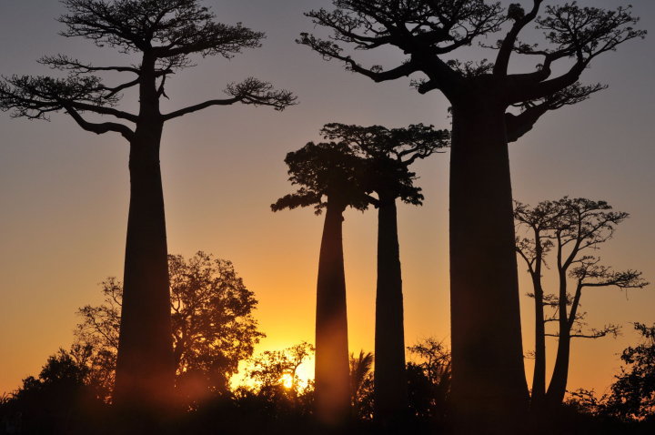 Sonnenuntergang an der Baobab Allee