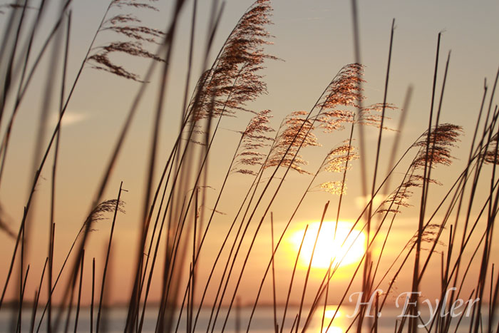 Sonnenuntergang an der Elbe