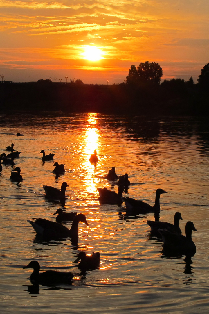 Sonnenuntergang an der Elbe 2