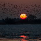 Sonnenuntergang an der Elbe