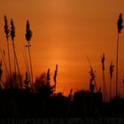 Sonnenuntergang an der Elbe