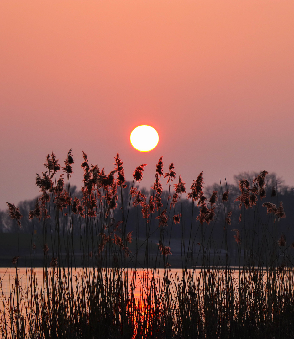 Sonnenuntergang an der Elbe Hamburg Ochsenwerder (1 von 1)