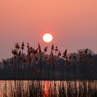 Sonnenuntergang an der Elbe Hamburg Ochsenwerder (1 von 1)