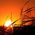 Sonnenuntergang an der Goitzsche bei Bitterfeld