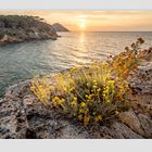 Sonnenuntergang an der Nordküste der Insel Elba