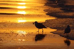 Sonnenuntergang an der Nordsee