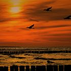 Sonnenuntergang an der Ostsee mit Kranichen