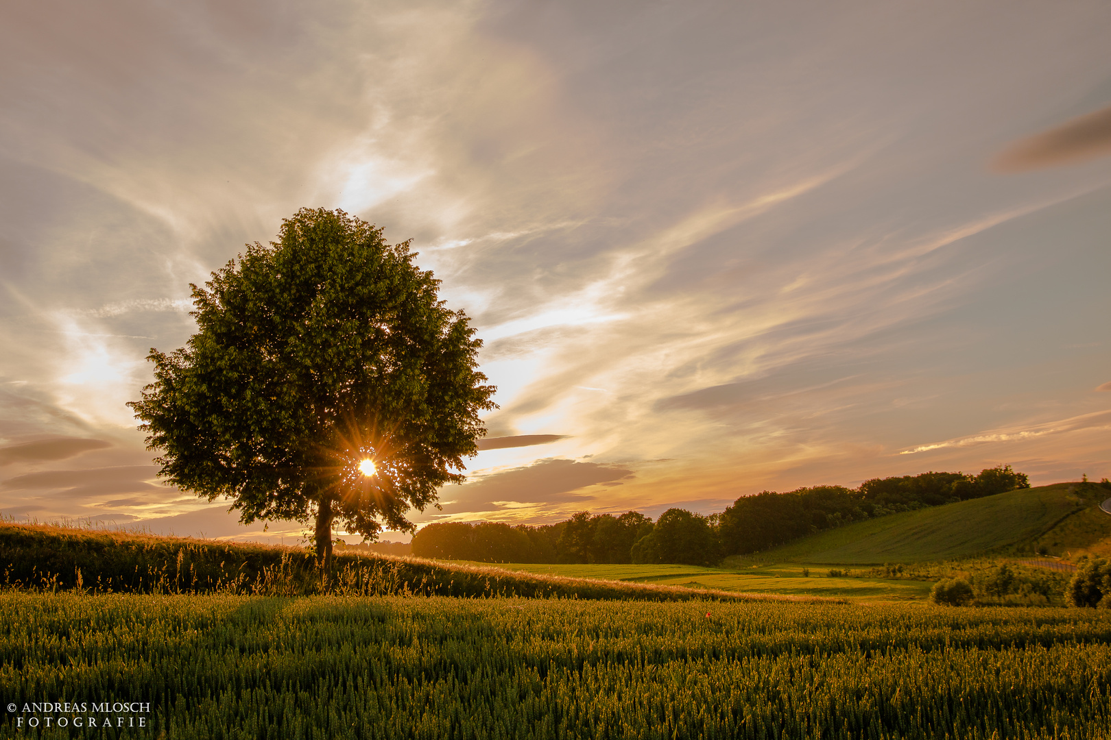 Sonnenuntergang an meinem Lieblingsbaum