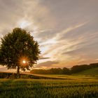 Sonnenuntergang an meinem Lieblingsbaum