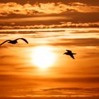 Sonnenuntergang auf Amrum 