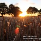 Sonnenuntergang auf dem Acker