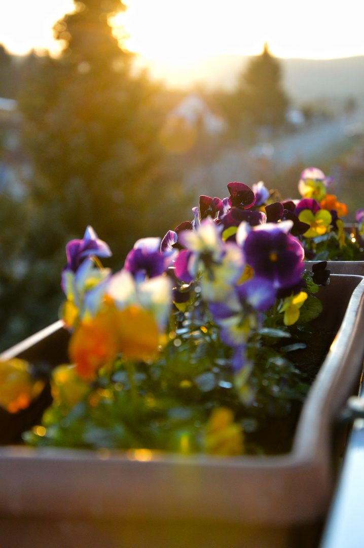 Sonnenuntergang auf dem Balkon