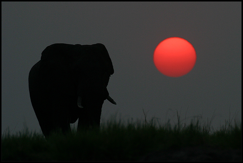 Sonnenuntergang auf dem Chobe River