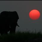 Sonnenuntergang auf dem Chobe River